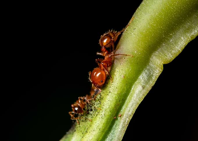 Macro ants on green leaves