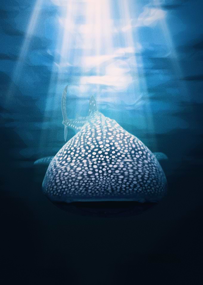 Whale Shark Blue 1