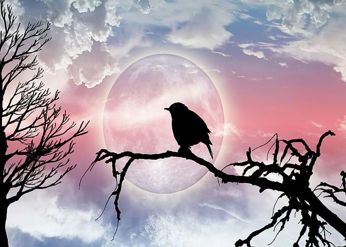 Amazing bird graphic art