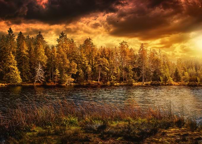 Autumn Forest