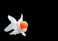 Lionhead Goldfish or Ranch