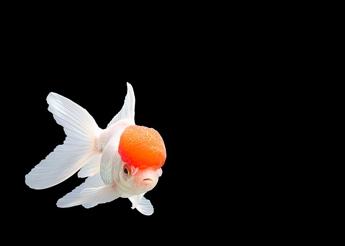 Lionhead Goldfish or Ranch
