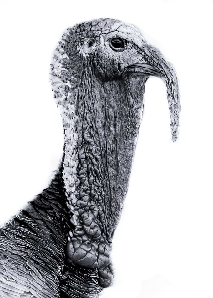 Turkey Gobble Gobble