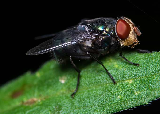 Macro flies on the leaves