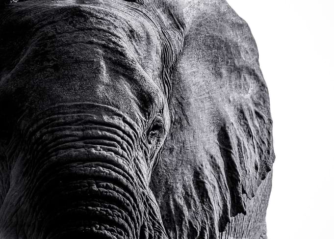 Face of a Giant