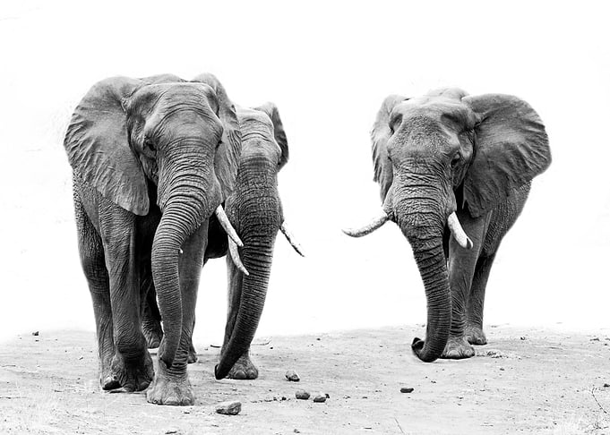 Three wise bulls