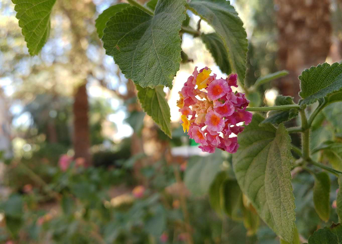 Coloured Flower 1