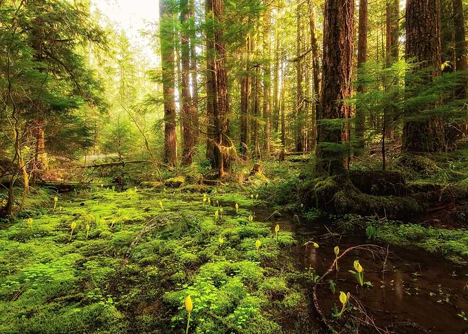 Beautiful Nature Landscape