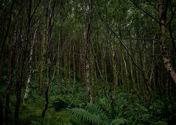 Deep wood