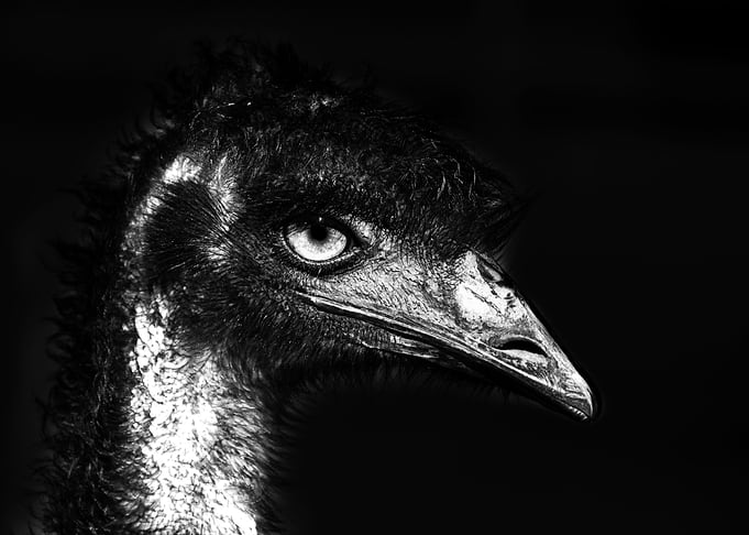 The Evil Emu