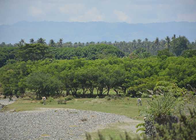 PENROLGU Man made forest