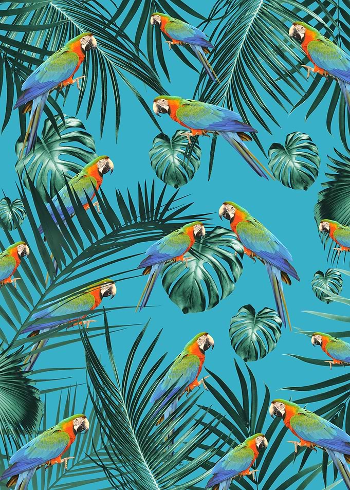 Parrots in the Jungle 2