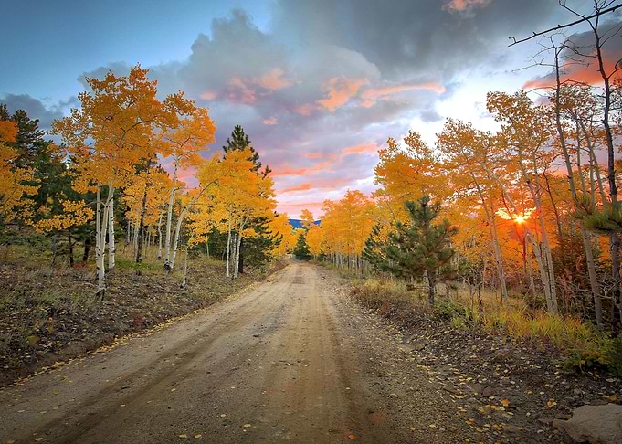 Autumn Forest