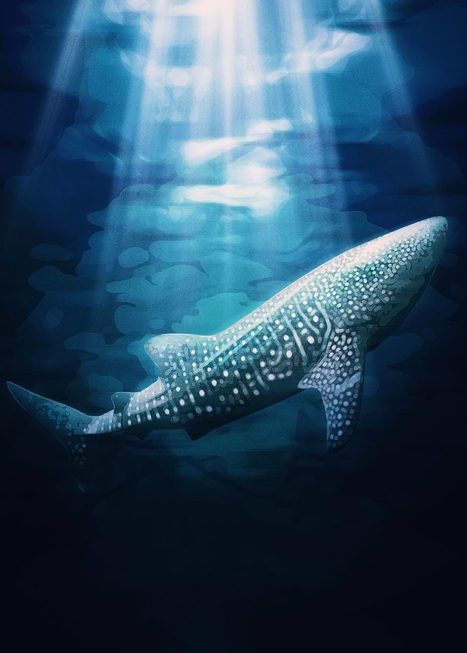 Whale Shark Blue 3