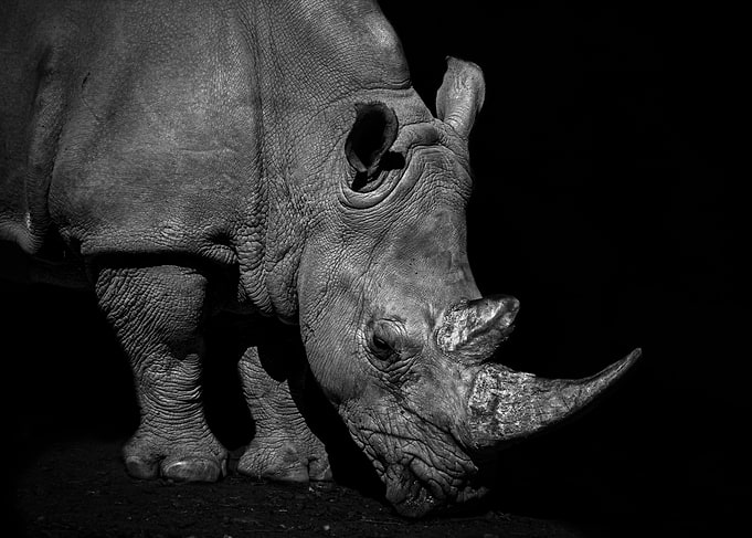 Rhino Depression