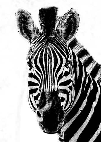 A White and Black