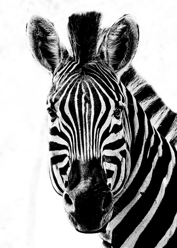 A White and Black