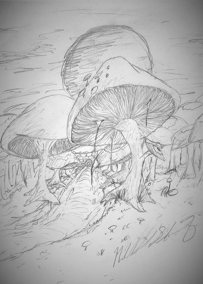 Mushroom Forest