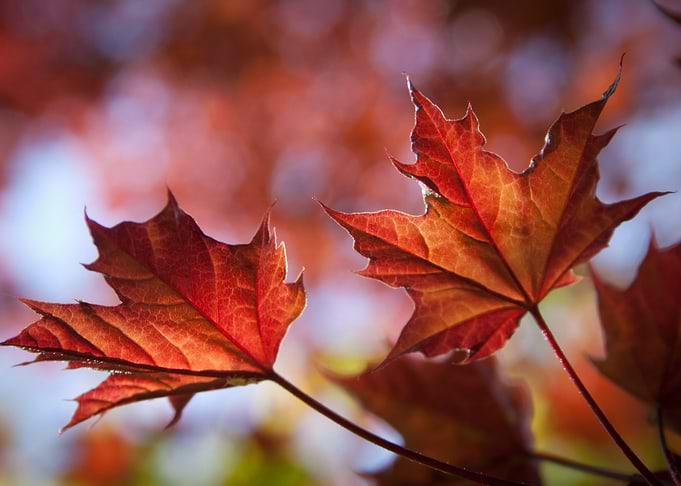 Autumn Leaves