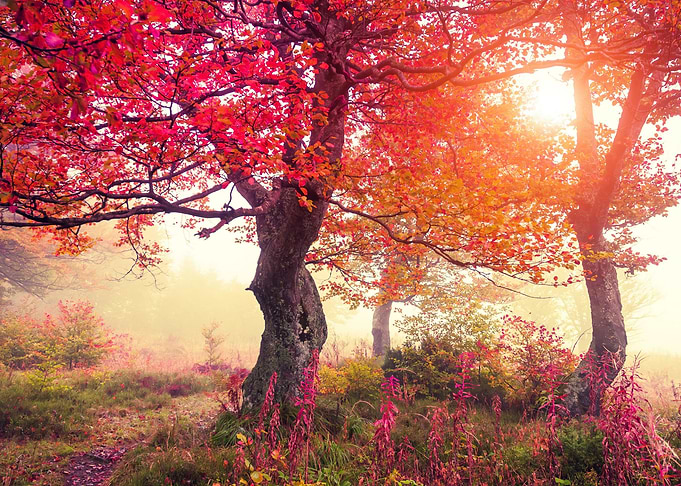 Autumn Forest