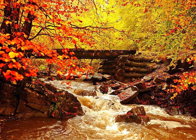 Forest River