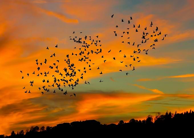 Birds and sun graphic art