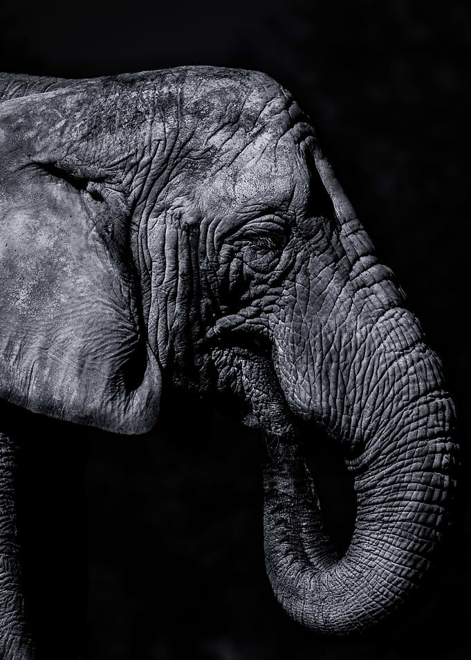 Dreams of an age gone by