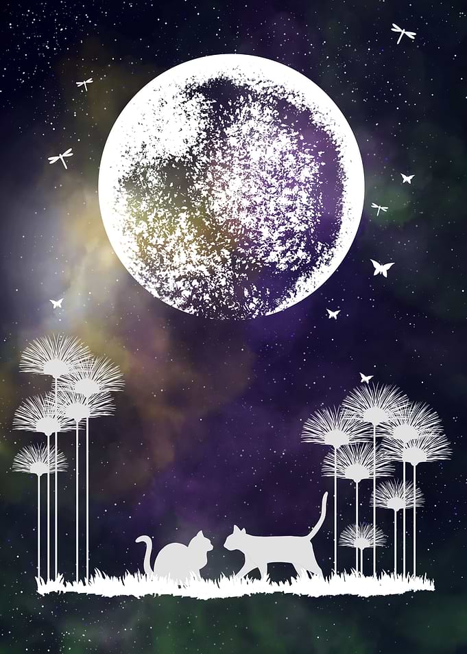 Space and Cats