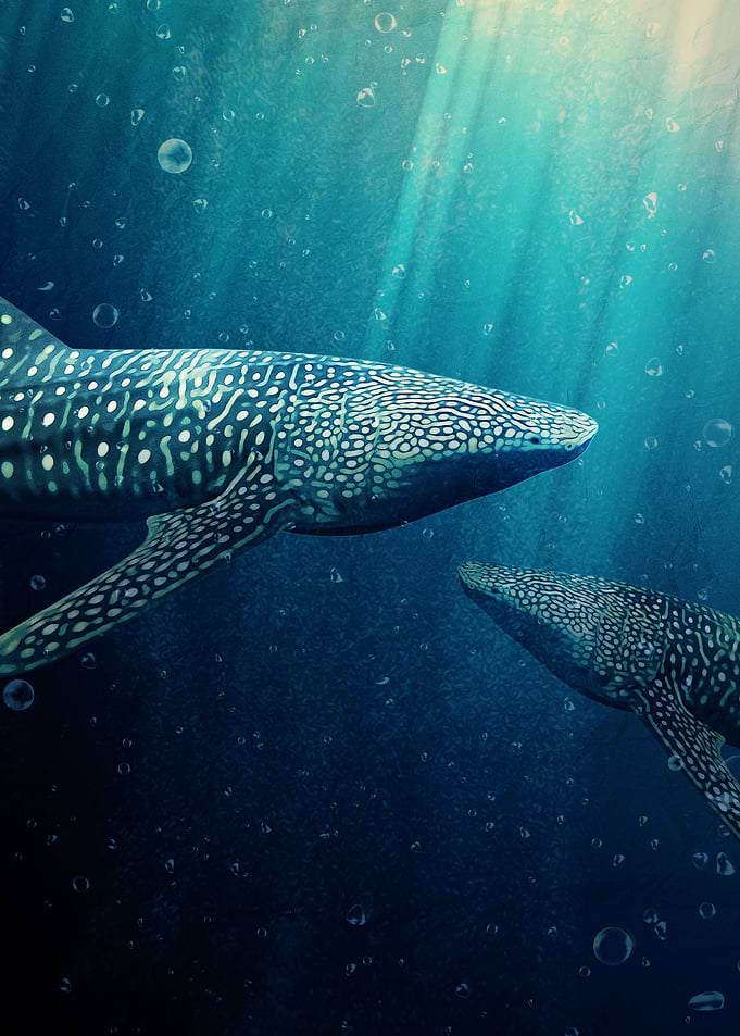 Whale Sharks