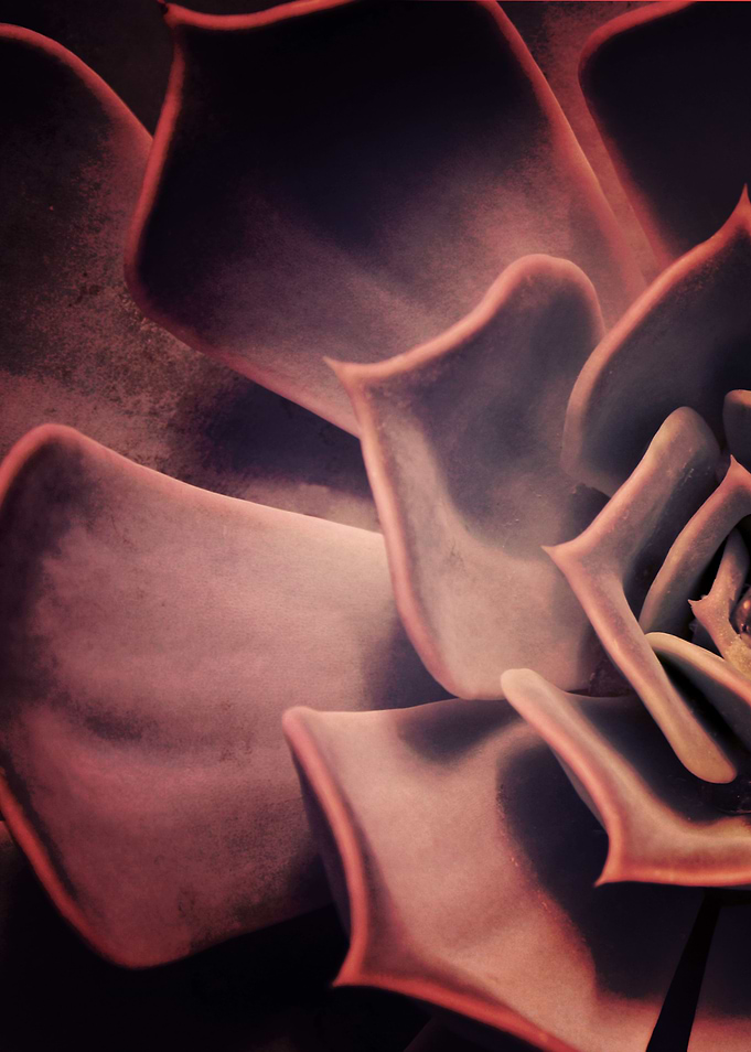 DARKSIDE OF SUCCULENTS XII