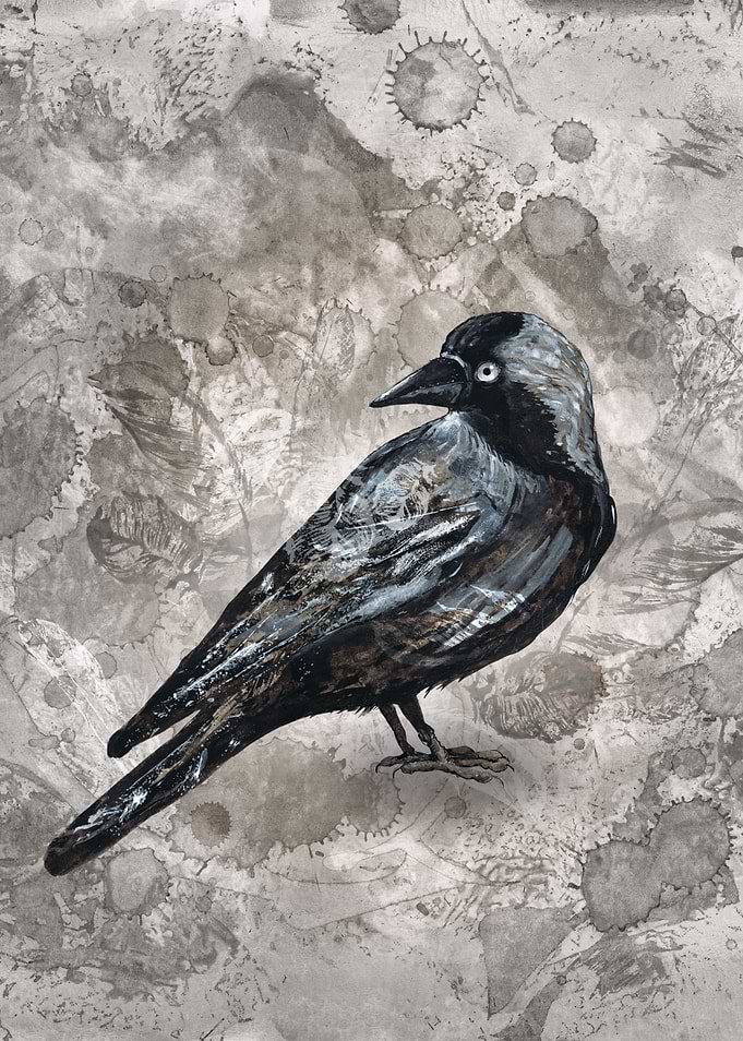 Grunge jackdaw