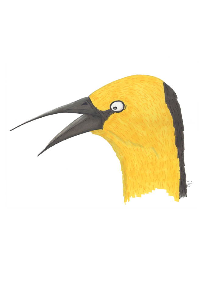 Yellow Tordo