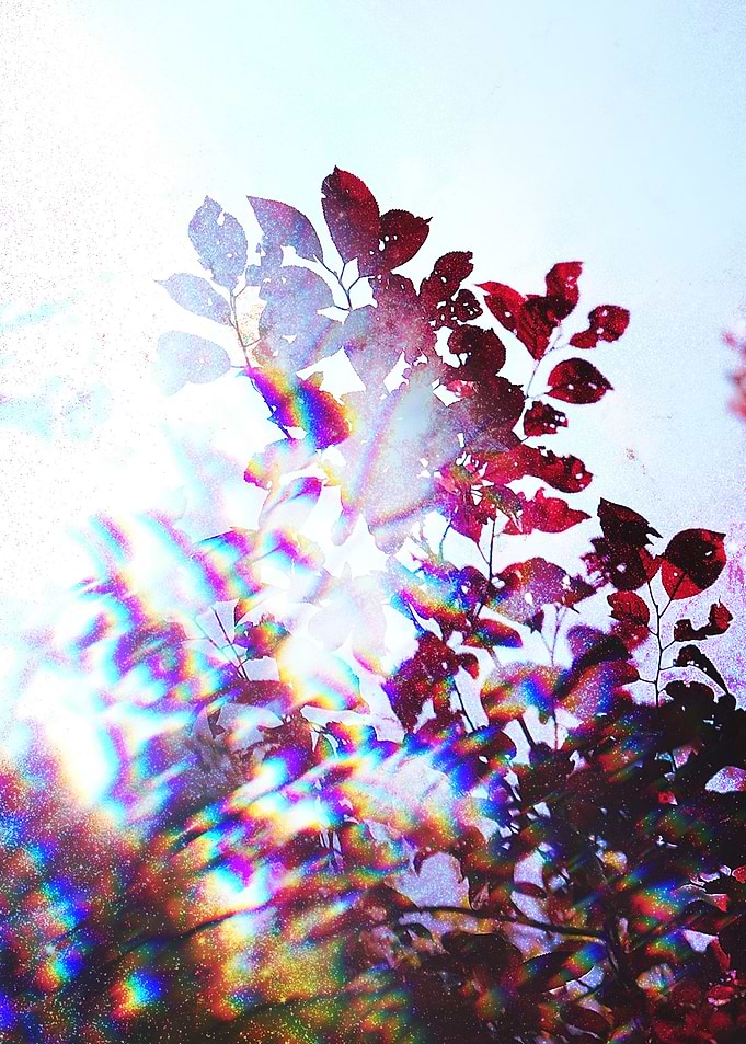 Autumn leaves