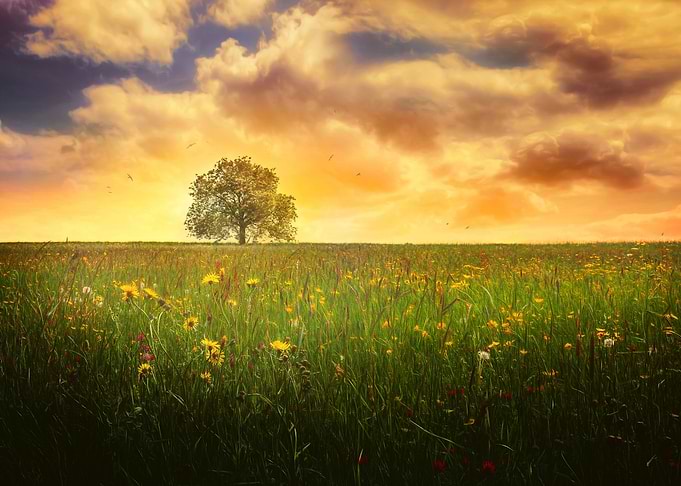 Field sunset