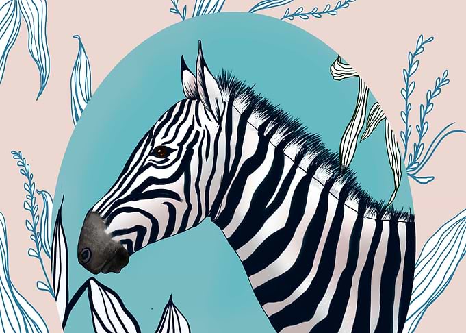 Zebra horse