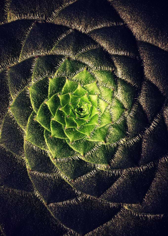DARKSIDE OF SUCCULENTS XIb