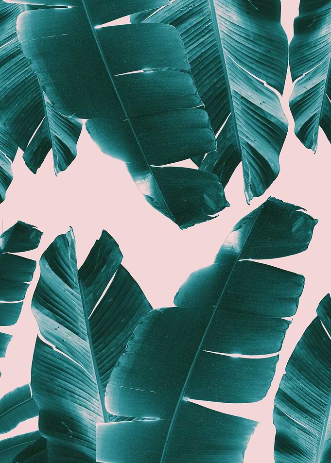 Banana Leaves Vibes 1