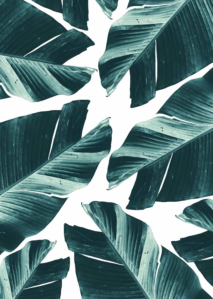 Tropical Banana Leaves 2