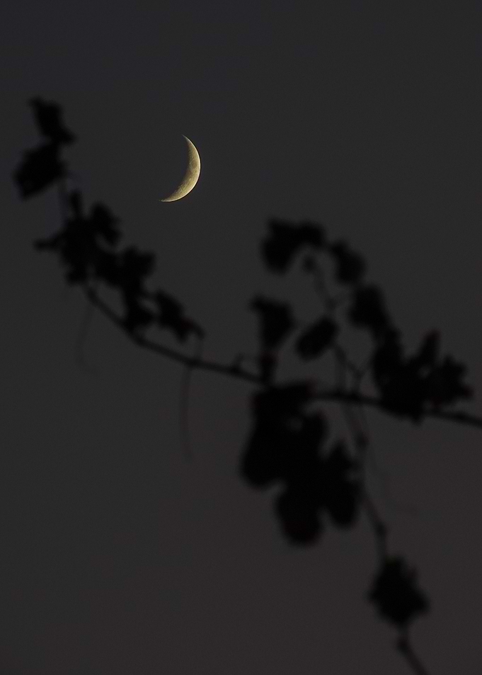 mini moon
