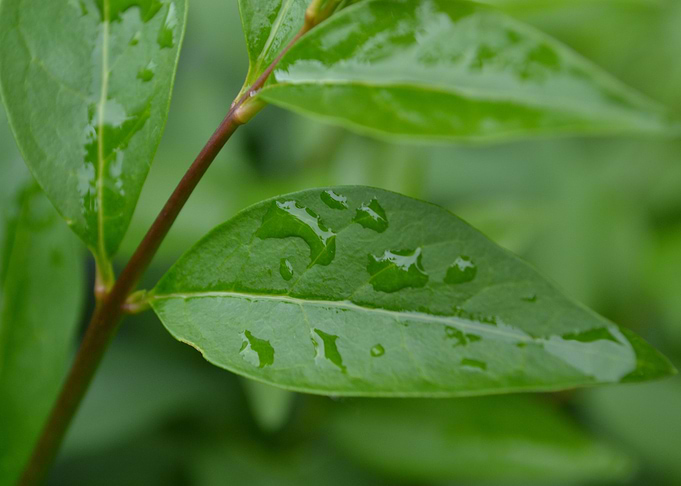 Green leaves