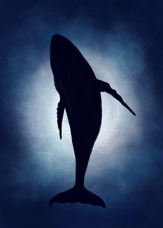 Whale underwater