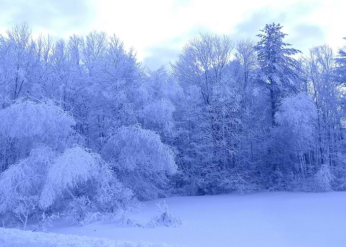 Winter landscape