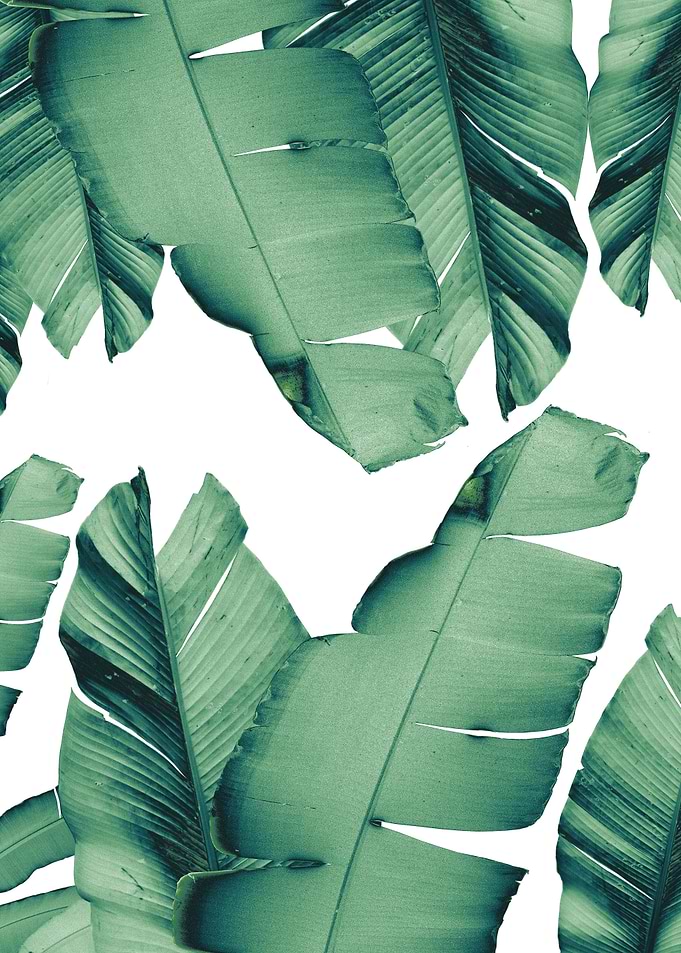 Banana Leaves Tropical 4