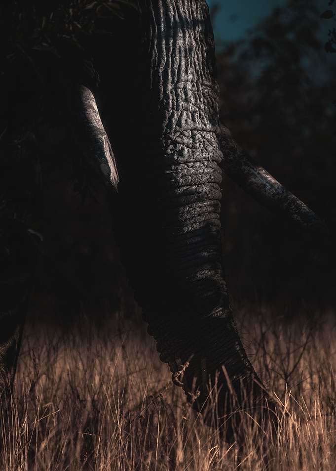 Dark Elephant