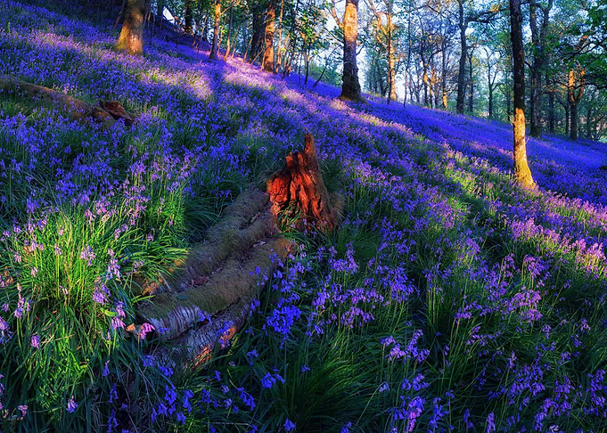 Nature Landscape
