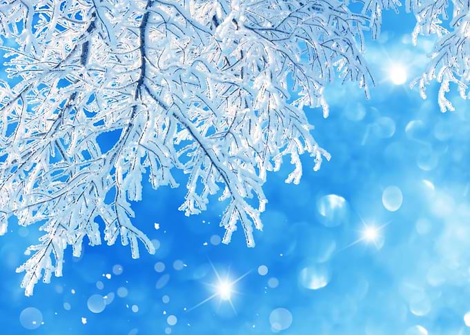 Frozen tree