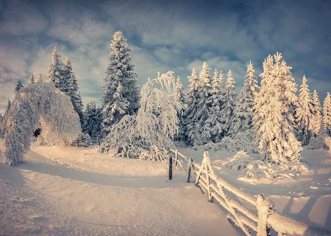 Winter landscape