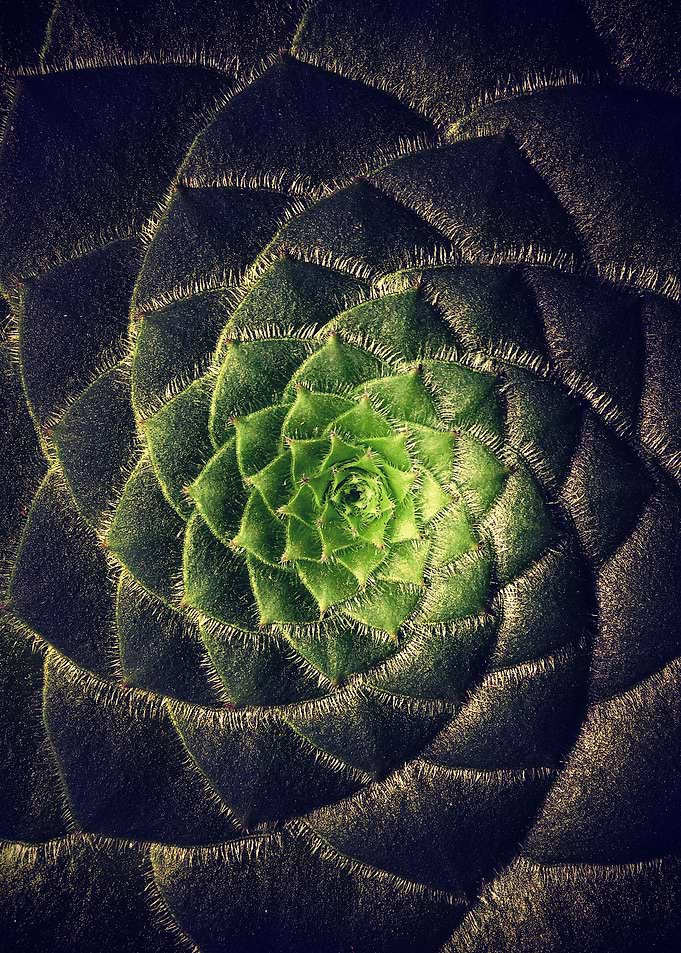 DARKSIDE OF SUCCULENTS XIa