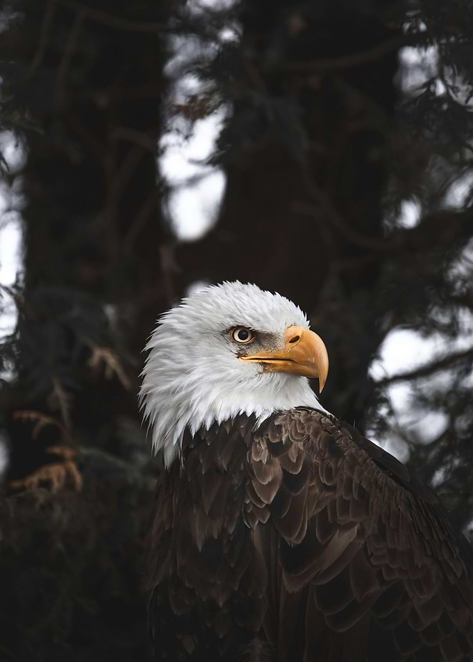 Proud Bald Eagle