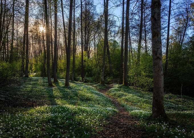 Nature landscape